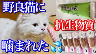 野良猫に噛まれたので病院に行って抗生物質と塗り薬をもらって来ました [upl. by Nnylaf]