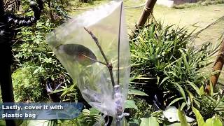 How To Grafting Mango Plant Tutorial by Grafting Examples [upl. by Rose]