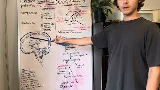 Cerebrospinal fluid  production and circulation [upl. by Im]