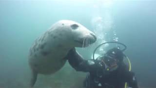 Farne Islands Diving With Seals  Blue Horizon Diving [upl. by Aldwin]