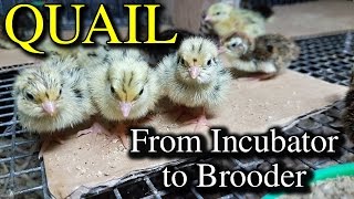 Hatching Quail Eggs amp Brooding Coturnix Chicks with Tips [upl. by Kwapong]