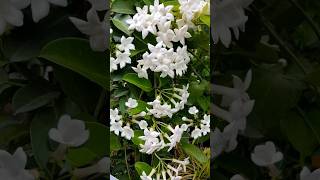 Stephanotis Floribunda Hawaiian Wedding Flower Bridal wreath  ​Madagascar Jasmine  mulla [upl. by Hump430]