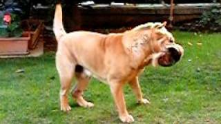 Sharpei shaking his head in slow motion [upl. by Warrin]