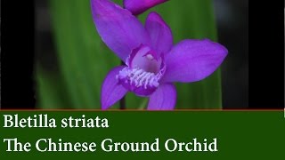 How to Divide and Propagate Bletilla striata  Chinese Ground Orchid [upl. by Alaecim]