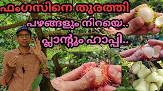 ഫംഗസിനെ ഓടിക്കാംമഴയിലും മധുരംfungicidefruitsplantsrambutanharvestingfruit plant disease [upl. by Hartill113]