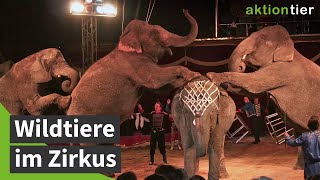 Spaß im Zirkus ohne Wildtiere aktion tierKampagne [upl. by Eldwen225]