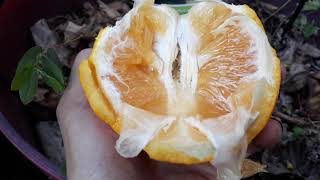 Try this pummelo mandarin cross Its delicious [upl. by Anneliese]