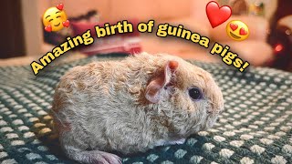 Guinea pig giving birth   amazing birth of a guinea pig [upl. by Kulseth]