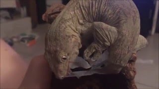 Rhacodactylus Leachianus gecko leachie shedding fully on video [upl. by Inod]