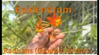 3 Reasons to Grow Epidendrum Radicans Ground Orchids  Care  Maintenance [upl. by Reywas263]