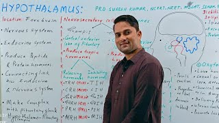 Hypothalamus Hypothalamus as a gland  Hypothalamus and their hormones Endocrine systemHindi Urdu [upl. by Einiar]