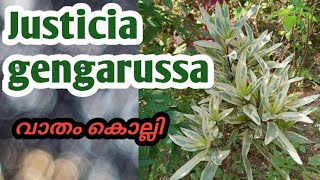 Justicia gendarussaവാതംകൊല്ലിMedicinal plant in Malayalam [upl. by Ocir238]