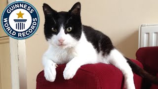 Loudest Purring Cat  Guinness World Records [upl. by Amikay]