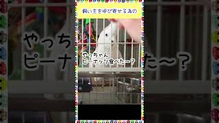 ケージからすぐに出せとペレットをばら撒くたろちゃん Cockatoo scattering pellets if I dont take him out of the cage right away [upl. by Lorrie112]