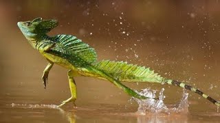 green basilisk the jesus Lizard a living dinosaur Basiliscus plumifrons animal Documentary [upl. by Stutzman706]