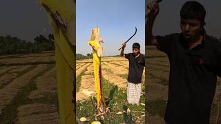 Funny banana part 50 shorts viral bananna satisfying farming shortvedios bananacutting [upl. by Vena]