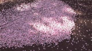 素材：桜の花びら【footage petal of cherry blossoms】 [upl. by Attenborough]