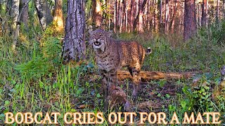 BOBCAT SCREAMING FOR A MATE [upl. by Marika]