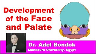 Development and Anomalies of the Face and Palate Dr Adel Bondok [upl. by Brennen100]