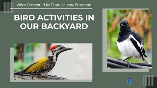 Bird activities in our backyard birds birdwatching bird birdlovers nature wildlife birding [upl. by Anaujd]