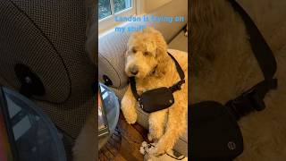 He’s so cute music viralvideo doglover [upl. by Helm]