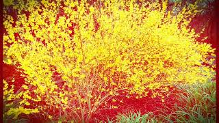 FORSYTHIA GOLDEN FLOWERS PLANT [upl. by Ralat]