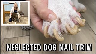 NEGLECTED DOG NAIL TRIMMING  Very satisfying paw pad trim down [upl. by Ottilie]