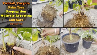 FishtailCaryota Palm tree propagation multiply repotting and care  शंकरजटा पाम🌴 [upl. by Minsk]