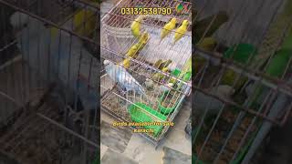 8sep parrots for sale lalukhet birds market homebreed cocatails love birds [upl. by Annahtur12]