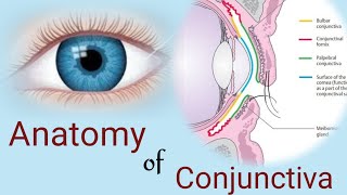 Anatomy of Conjunctiva  conjunctival parts and layers Human eye [upl. by Alleinad218]