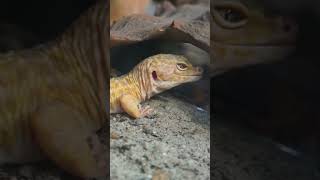 5 INSANE Fun facts that you didn’t know about leopard geckos leopardgeckogeckoshorts [upl. by Noiram]