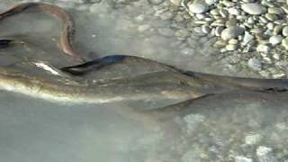 Birdlings Flat NZ EELS [upl. by Sirap806]