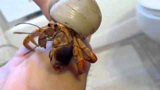 Caribbean Hermit Crab  Coenobita Clypeatus [upl. by Acceb]