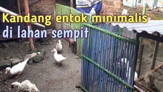 Kandang entok minimalis di lahan sempit [upl. by Kaazi]