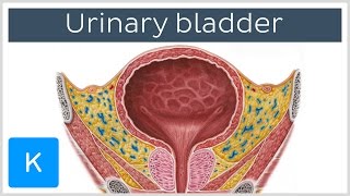 Urinary bladder function blood supply and innervation  Human Anatomy  Kenhub [upl. by Enrobyalc806]