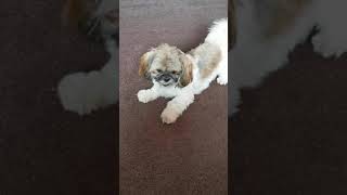 Shih tzu barking [upl. by Sanbo]