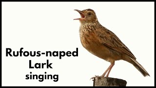 RUFOUSNAPED LARK singing and wing clapping [upl. by Imoan888]