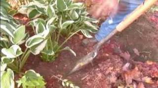 How to Care for Hostas Gardening Tips  Tools for Transplanting Hostas [upl. by Aldarcie951]