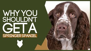 Why You SHOULD NOT Get A SPRINGER SPANIEL [upl. by Newkirk376]