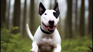 Walking with a dog in the forest Bull Terrier [upl. by Helprin]