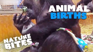 Extraordinary Animal Births Elephants Kangaroos Orangutans and more Nature Bites [upl. by Yand]