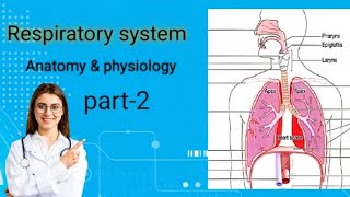 respiratory system anatomy and physiology part 2  bsc nursing gnm  mbbs2 video trending [upl. by Ty]