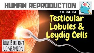 XII0304 – Testicular Lobules amp Leydig cells  NEET  AIIMS  ExamForU [upl. by Tem]