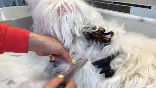 Remove Tangled and Matted Hair Dematting  Dog Pet Grooming [upl. by Moffitt]