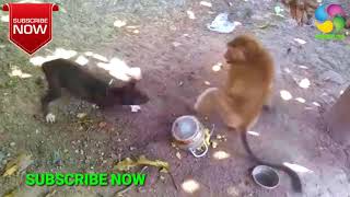 বানর ও কুকুরের ঝগড়া  Monkey and Dog Quarrel  MOHIB 100 [upl. by Dorolice]