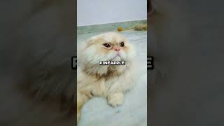 Good morning pineapple🍍 catlover cutnessoverloded cat pets [upl. by Royce]