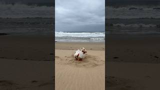 Tail wagging fun of the week🐶 🌊 greatoceanroadtrip victoria [upl. by Fernando525]