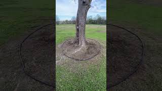 How to make a tree ring EASYlawncare howto landscape lawncarebusiness lawncaremaintenance [upl. by Saire751]