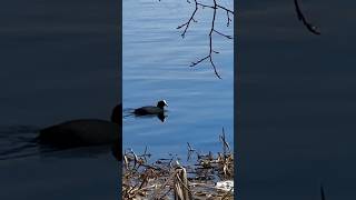 Nokikana  Fulica atra lintuvideo birdvideo finland nature luonto nokikana [upl. by Purcell]