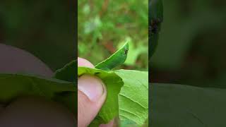 CRAZY Caterpillar Salassa sp Saturniidae [upl. by Larina432]